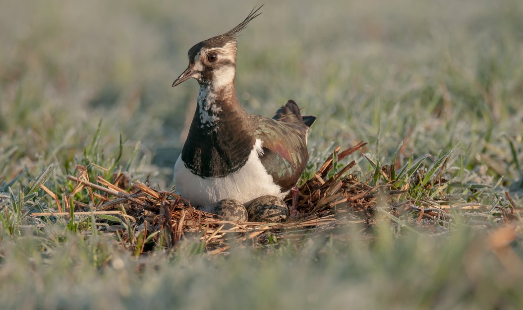 Afbeelding van Zorgplicht weidevogels