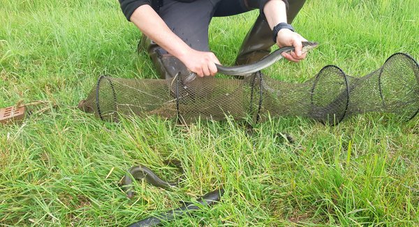 Visstroper op heterdaad betrapt bij het leeghalen van palingfuiken